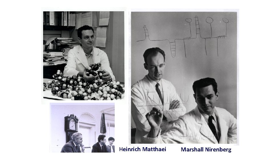 Heinrich Matthaei Marshall Nirenberg Heinrich Matthaei Marshall Nirenberg