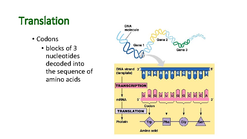 Translation • Codons • blocks of 3 nucleotides decoded into the sequence of amino