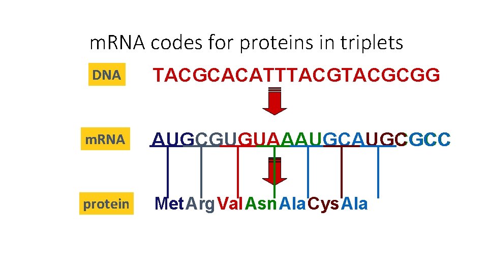 m. RNA codes for proteins in triplets DNA m. RNA TACGCACATTTACGCGG AUGCGUGUAAAUGCGCC ? protein