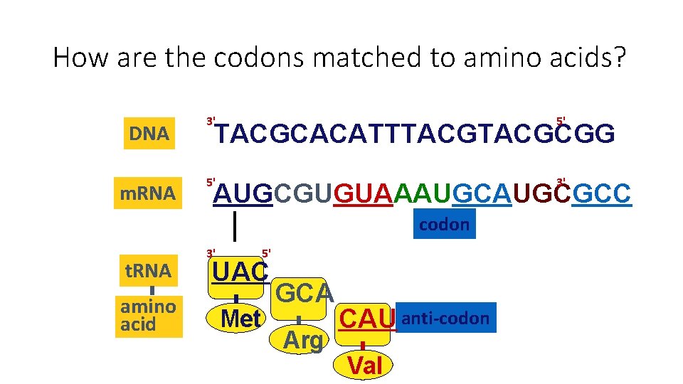 How are the codons matched to amino acids? DNA m. RNA 3' 5' 5' How are the codons matched to amino acids? DNA m. RNA 3' 5' 5'