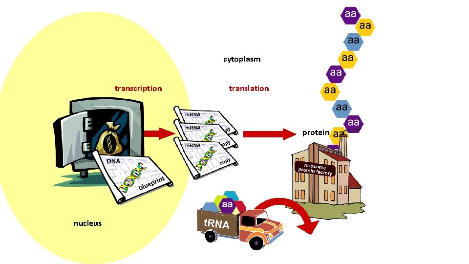 cytoplasm transcription translation protein nucleus cytoplasm transcription translation protein nucleus