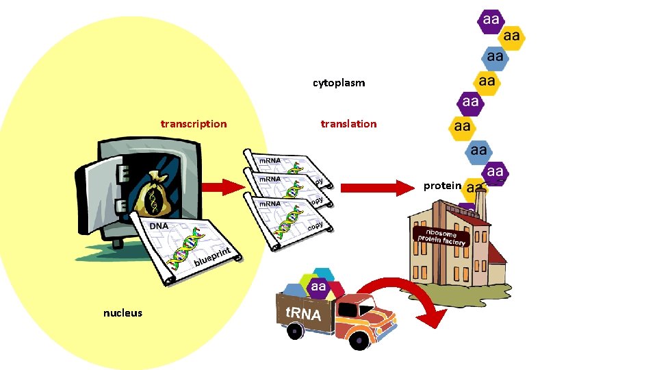 cytoplasm transcription translation protein nucleus 