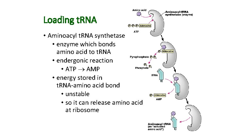 Loading t. RNA • Aminoacyl t. RNA synthetase • enzyme which bonds amino acid Loading t. RNA • Aminoacyl t. RNA synthetase • enzyme which bonds amino acid