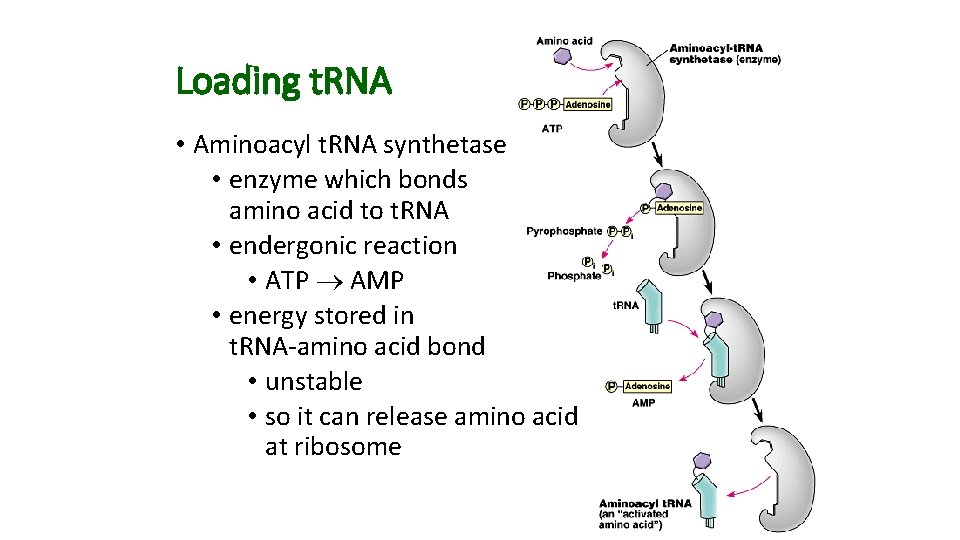 Loading t. RNA • Aminoacyl t. RNA synthetase • enzyme which bonds amino acid