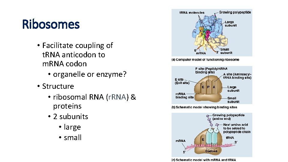 Ribosomes • Facilitate coupling of t. RNA anticodon to m. RNA codon • organelle Ribosomes • Facilitate coupling of t. RNA anticodon to m. RNA codon • organelle