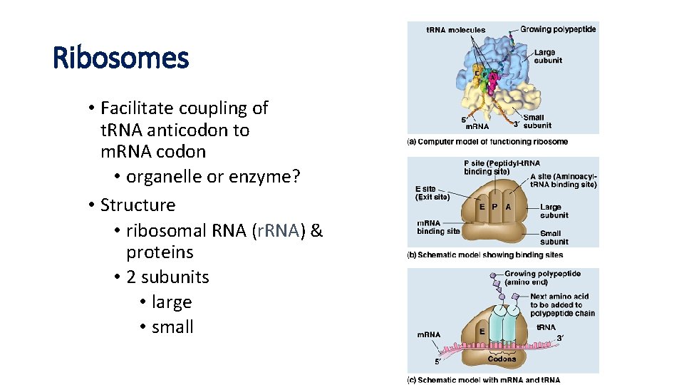 Ribosomes • Facilitate coupling of t. RNA anticodon to m. RNA codon • organelle