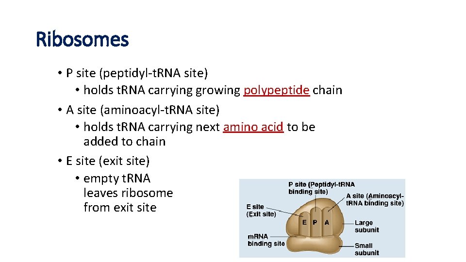 Ribosomes • P site (peptidyl-t. RNA site) • holds t. RNA carrying growing polypeptide Ribosomes • P site (peptidyl-t. RNA site) • holds t. RNA carrying growing polypeptide