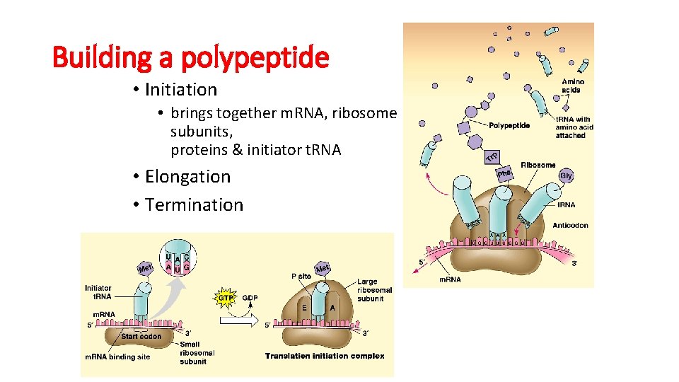 Building a polypeptide • Initiation • brings together m. RNA, ribosome subunits, proteins & Building a polypeptide • Initiation • brings together m. RNA, ribosome subunits, proteins &