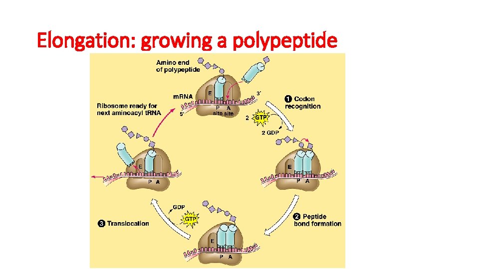 Elongation: growing a polypeptide 