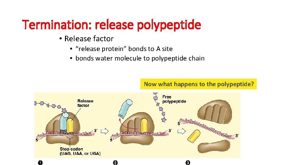 Termination: release polypeptide • Release factor • “release protein” bonds to A site •