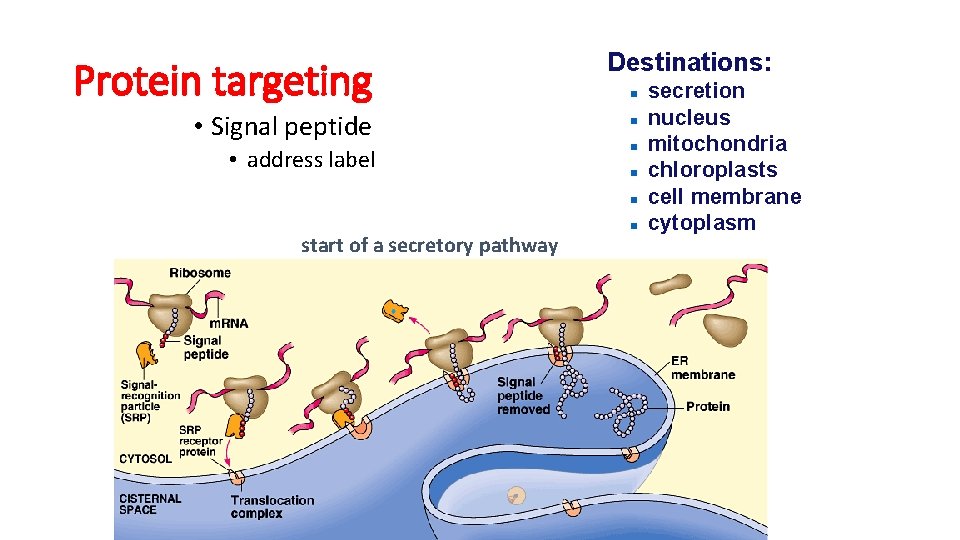 Protein targeting • Signal peptide • address label Destinations: start of a secretory pathway