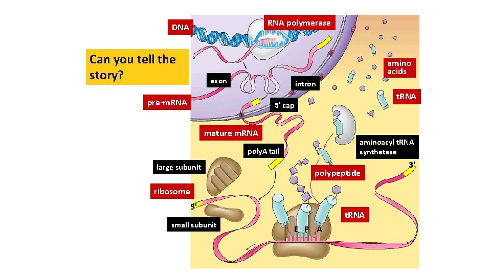 RNA polymerase DNA Can you tell the story? amino acids exon intron pre-m. RNA