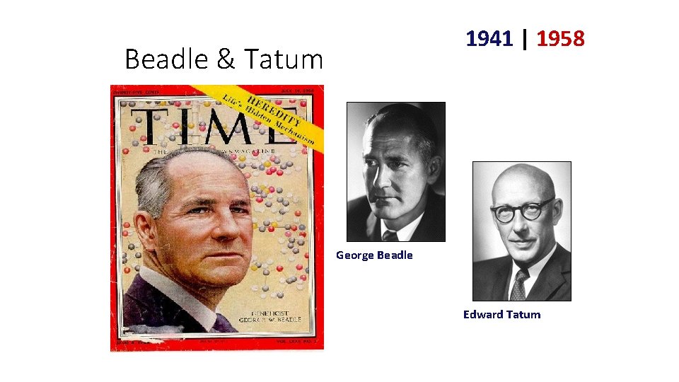 1941 | 1958 Beadle & Tatum George Beadle Edward Tatum 1941 | 1958 Beadle & Tatum George Beadle Edward Tatum