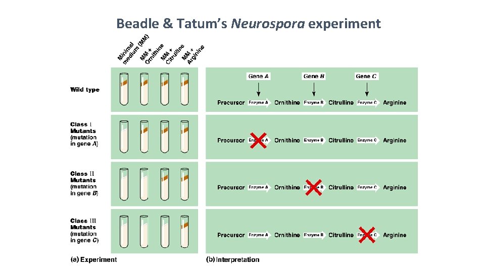 Beadle & Tatum’s Neurospora experiment 2005 -2006 