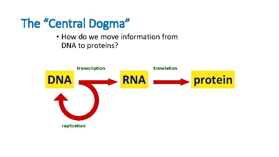 The “Central Dogma” • How do we move information from DNA to proteins? transcription