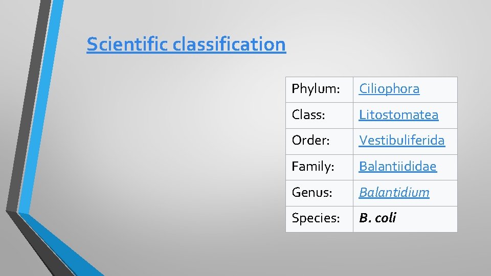 Scientific classification Phylum: Ciliophora Class: Litostomatea Order: Vestibuliferida Family: Balantiididae Genus: Balantidium Species: B.
