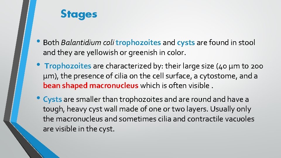 Stages • Both Balantidium coli trophozoites and cysts are found in stool and they