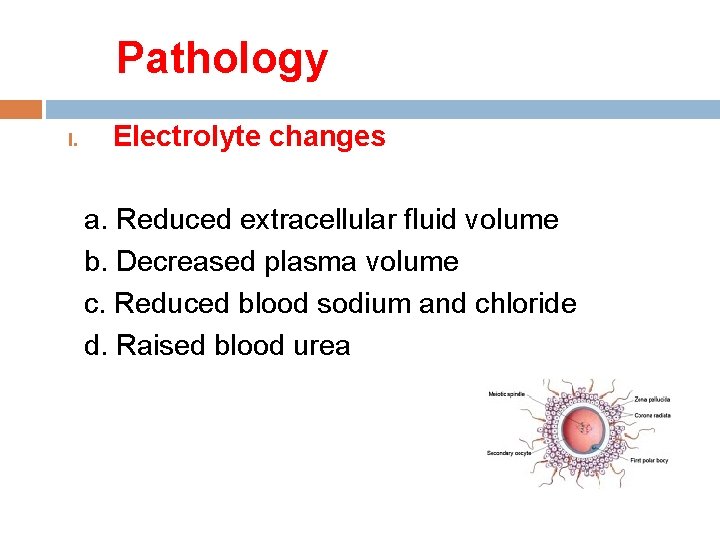 Pathology I. Electrolyte changes a. Reduced extracellular fluid volume b. Decreased plasma volume c.