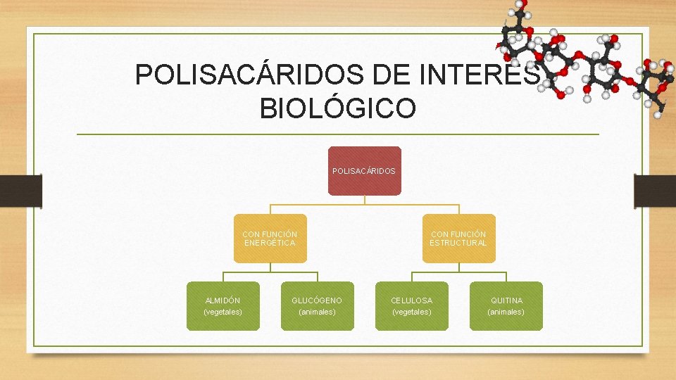 POLISACÁRIDOS DE INTERÉS BIOLÓGICO POLISACÁRIDOS CON FUNCIÓN ENERGÉTICA ALMIDÓN (vegetales) GLUCÓGENO (animales) CON FUNCIÓN