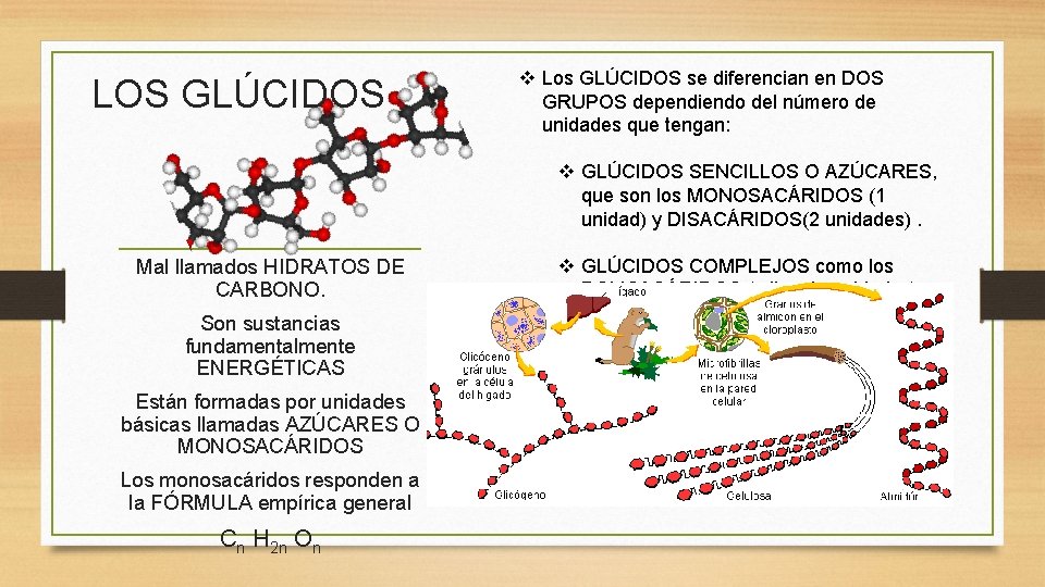 LOS GLÚCIDOS v Los GLÚCIDOS se diferencian en DOS GRUPOS dependiendo del número de