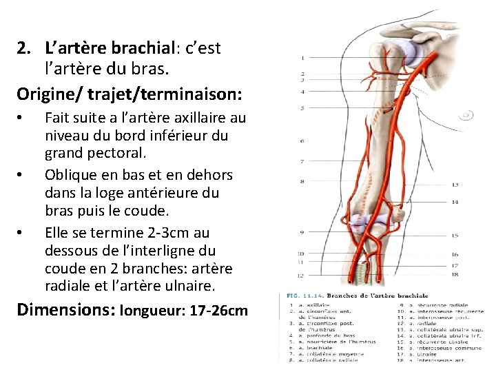 2. L’artère brachial: c’est l’artère du bras. Origine/ trajet/terminaison: • • • Fait suite