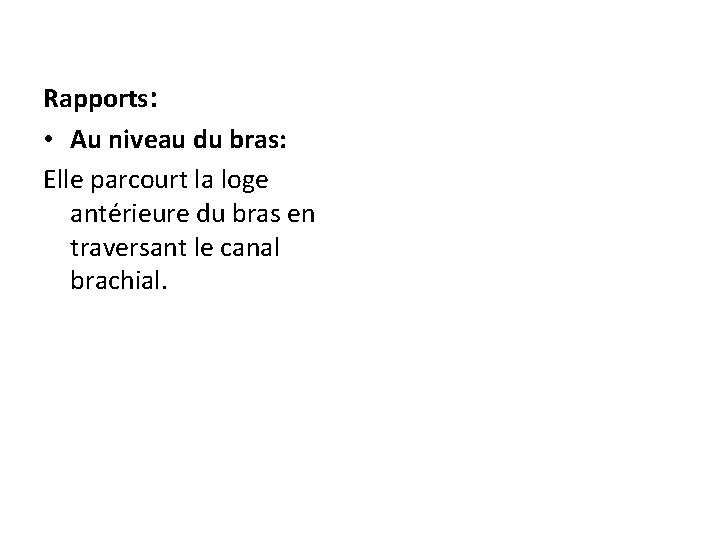 Rapports: • Au niveau du bras: Elle parcourt la loge antérieure du bras en
