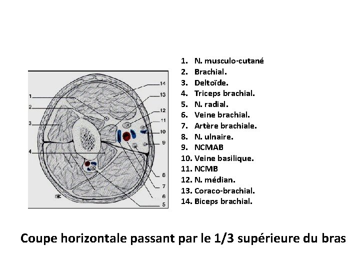 1. N. musculo-cutané 2. Brachial. 3. Deltoïde. 4. Triceps brachial. 5. N. radial. 6.