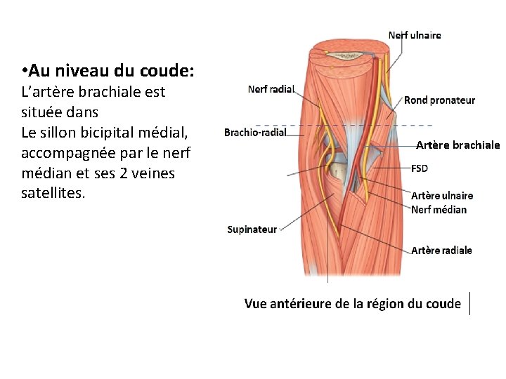  • Au niveau du coude: L’artère brachiale est située dans Le sillon bicipital