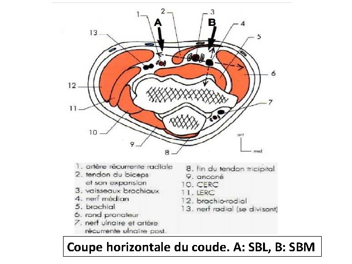Coupe horizontale du coude. A: SBL, B: SBM 