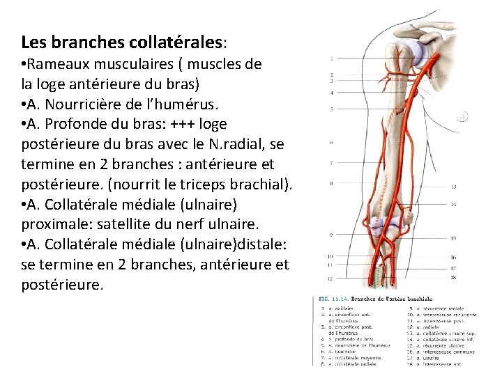 Les branches collatérales: • Rameaux musculaires ( muscles de la loge antérieure du bras)