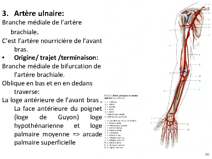 3. Artère ulnaire: Branche médiale de l’artère brachiale. C’est l’artère nourricière de l’avant bras.