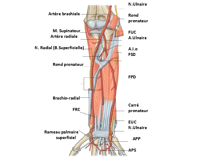 N. Ulnaire Artère brachiale Rond pronateur M. Supinateur Artère radiale FUC A. Ulnaire N.