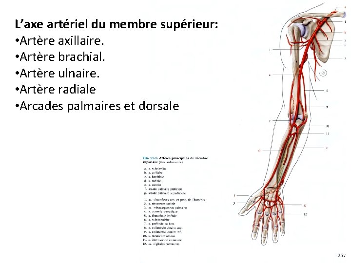 L’axe artériel du membre supérieur: • Artère axillaire. • Artère brachial. • Artère ulnaire.