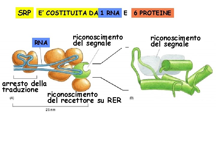 SRP E’ COSTITUITA DA 1 RNA E RNA arresto della traduzione riconoscimento del segnale