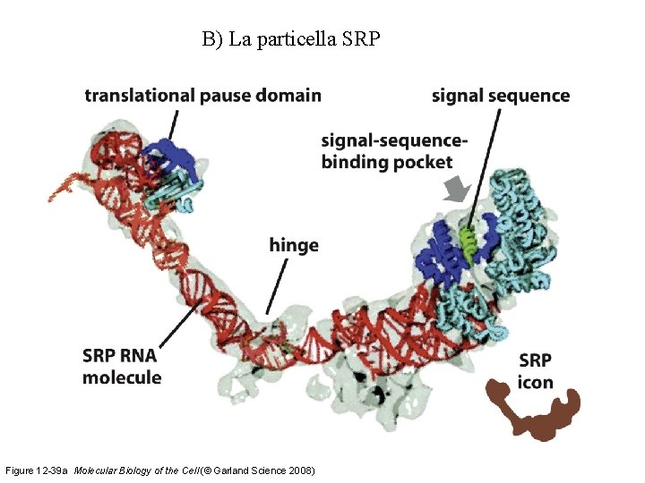B) La particella SRP Figure 12 -39 a Molecular Biology of the Cell (©