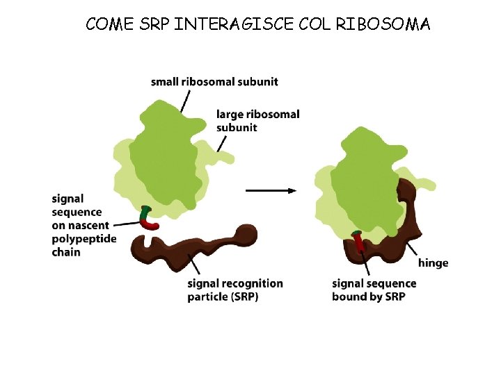 COME SRP INTERAGISCE COL RIBOSOMA 