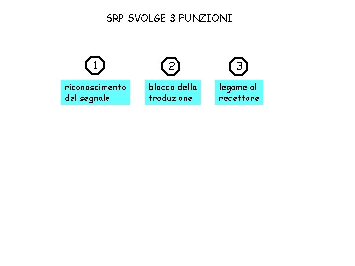 SRP SVOLGE 3 FUNZIONI 1 2 3 riconoscimento del segnale blocco della traduzione legame