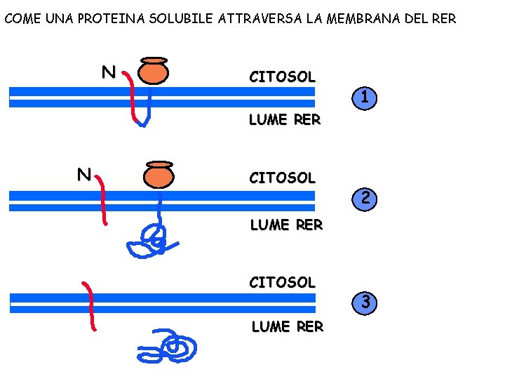 COME UNA PROTEINA SOLUBILE ATTRAVERSA LA MEMBRANA DEL RER N CITOSOL 1 LUME RER