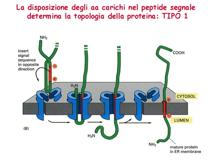 La disposizione degli aa carichi nel peptide segnale determina la topologia della proteina: TIPO