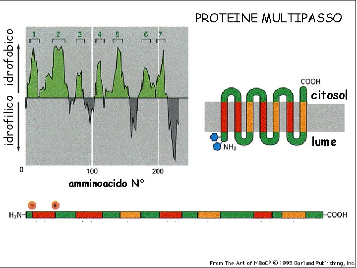 idrofilico idrofobico PROTEINE MULTIPASSO citosol lume amminoacido N° 