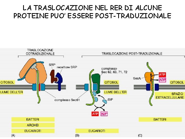 LA TRASLOCAZIONE NEL RER DI ALCUNE PROTEINE PUO’ ESSERE POST-TRADUZIONALE 