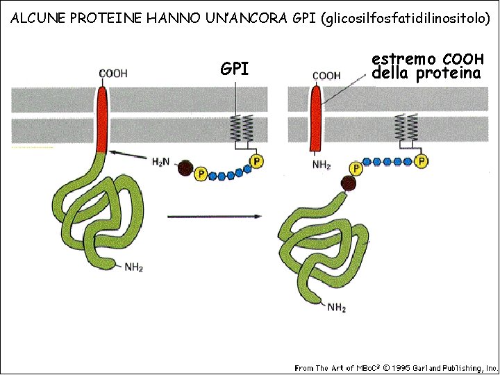 ALCUNE PROTEINE HANNO UN’ANCORA GPI (glicosilfosfatidilinositolo) GPI estremo COOH della proteina 