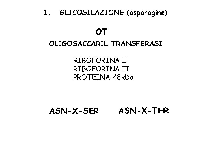 1. GLICOSILAZIONE (asparagine) OT OLIGOSACCARIL TRANSFERASI RIBOFORINA II PROTEINA 48 k. Da ASN-X-SER ASN-X-THR