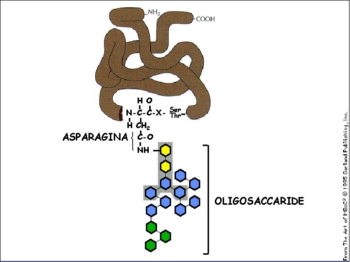 H O N-C-C-X- Ser Thr H CH 2 ASPARAGINA C-O NH OLIGOSACCARIDE 