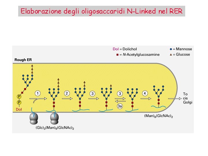 Elaborazione degli oligosaccaridi N-Linked nel RER 