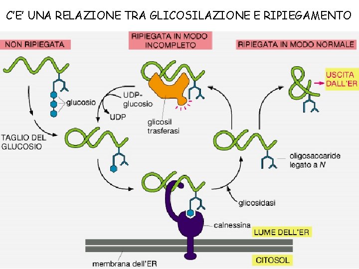 C’E’ UNA RELAZIONE TRA GLICOSILAZIONE E RIPIEGAMENTO 