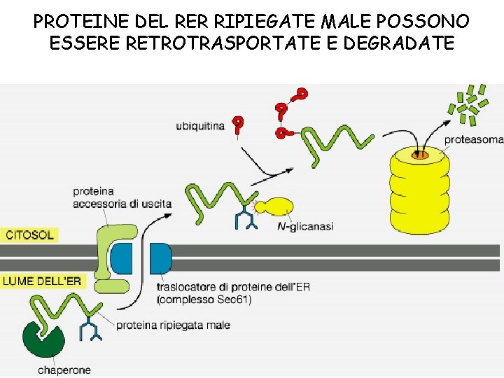 PROTEINE DEL RER RIPIEGATE MALE POSSONO ESSERE RETROTRASPORTATE E DEGRADATE 