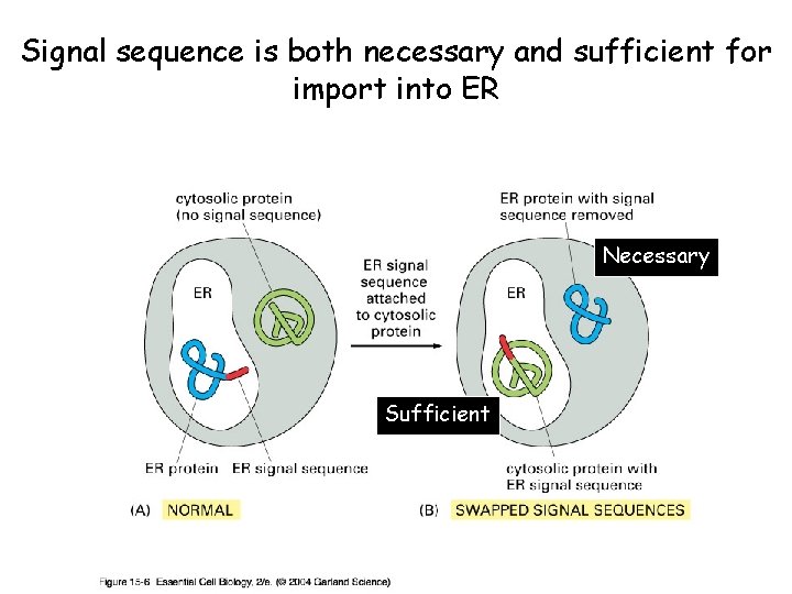 Signal sequence is both necessary and sufficient for import into ER Necessary Sufficient 