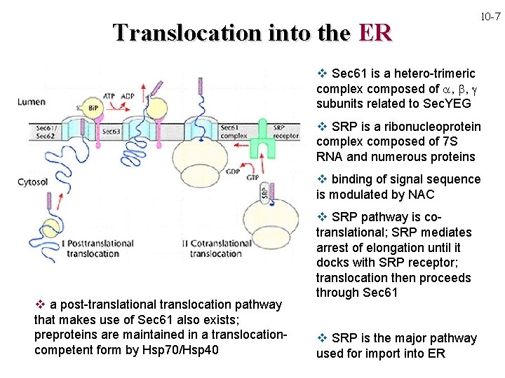 Translocation into the ER 10 -7 v Sec 61 is a hetero-trimeric complex composed