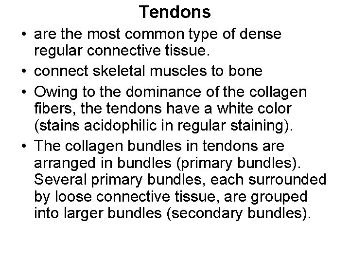 Tendons • are the most common type of dense regular connective tissue. • connect